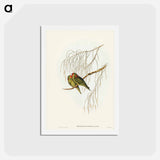 アートポストカード-Little Lorikeet
 - ジョン グールド Postcard.