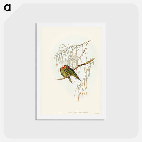 アートポストカード-Little Lorikeet
 - ジョン グールド Postcard.