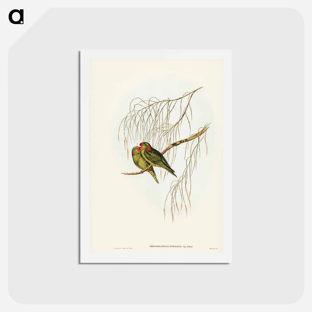 アートポストカード-Little Lorikeet
 - ジョン グールド Postcard.