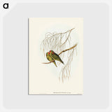 アートポストカード-Little Lorikeet
 - ジョン グールド Postcard.