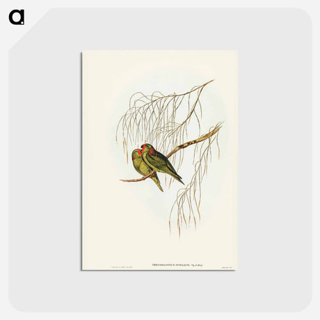 アートポストカード-Little Lorikeet
 - ジョン グールド Postcard.