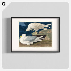アートポスター-White-winged Gull
 - ジョン ジェームス オーデュボン Poster.
