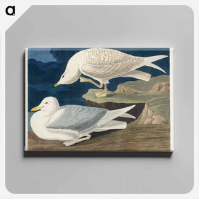 アートパネル-White-winged Gull
 - ジョン ジェームス オーデュボン Canvas.