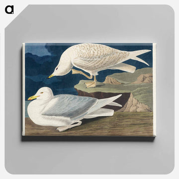White-winged Gull
 - ジョン ジェームス オーデュボン Canvas.
