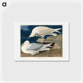アートポストカード-White-winged Gull
 - ジョン ジェームス オーデュボン Postcard.