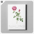5-19_Pierre-Joseph-Redoute_canvas