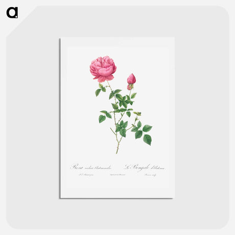アートポストカード-Autumn China Rose - ピエール ジョゼフ ルドゥーテ Postcard.