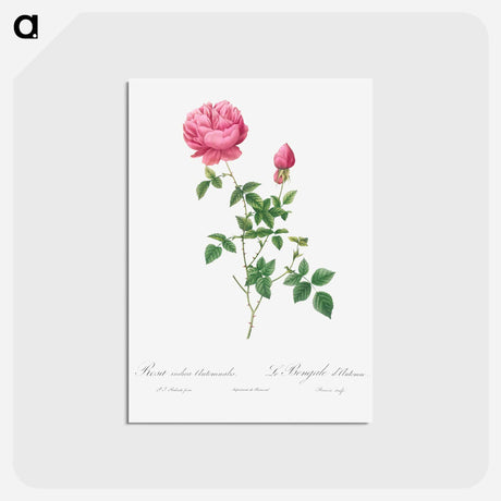 アートポストカード-Autumn China Rose - ピエール ジョゼフ ルドゥーテ Postcard.