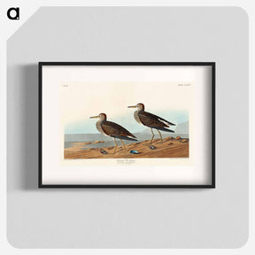 アートポスター-Pectoral Sandpiper from Birds of America
 - アメリカの鳥たち Poster.