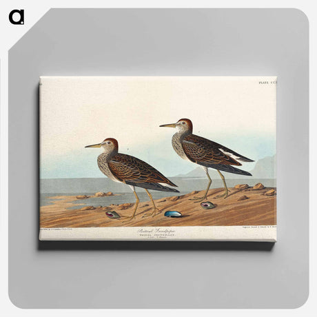 アートパネル-Pectoral Sandpiper from Birds of America
 - アメリカの鳥たち Canvas.
