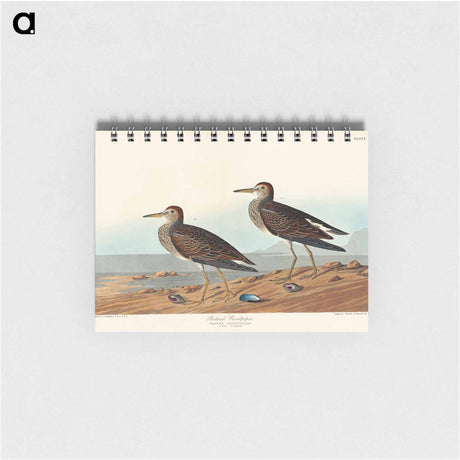アートメモ帳-Pectoral Sandpiper from Birds of America
 - アメリカの鳥たち Memo.