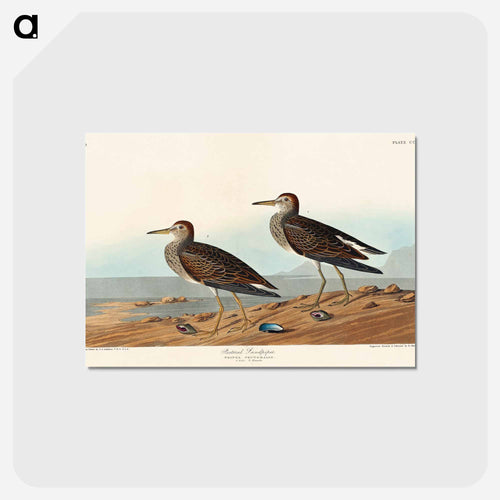 Pectoral Sandpiper from Birds of America
 - アメリカの鳥たち Postcard.
