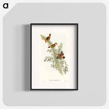 アートポスター-Rufous-headed Warbler
 - オーストラリアの鳥 Poster.