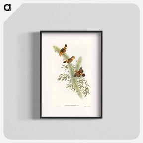 アートポスター-Rufous-headed Warbler
 - オーストラリアの鳥 Poster.