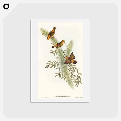 アートポストカード-Rufous-headed Warbler
 - オーストラリアの鳥 Postcard.