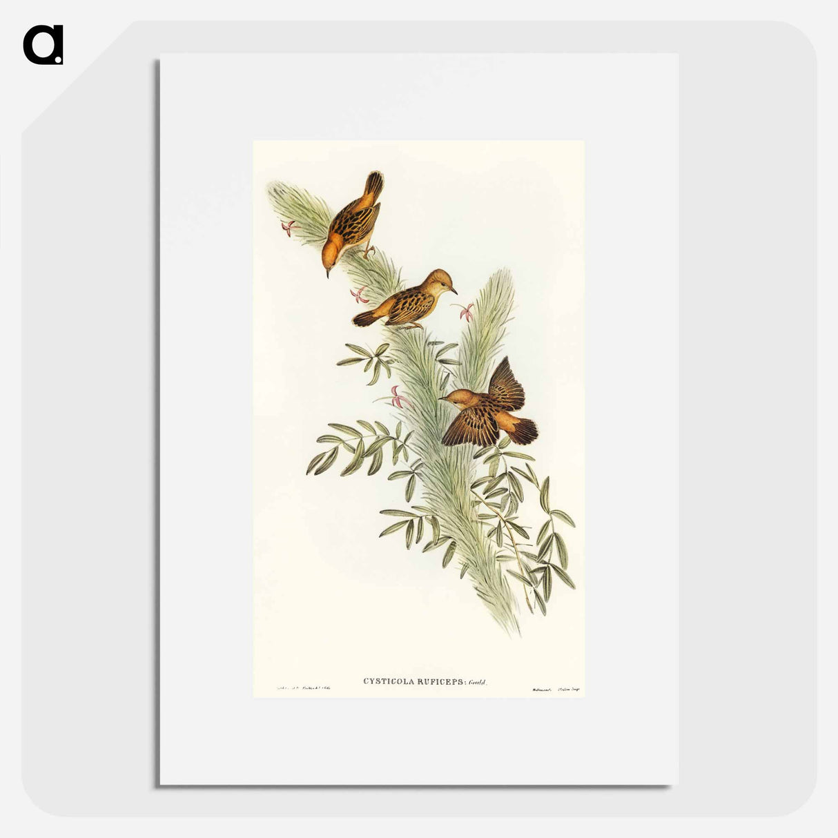 アートポスター-Rufous-headed Warbler
 - オーストラリアの鳥 Poster.