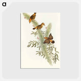 アートポストカード-Rufous-headed Warbler
 - オーストラリアの鳥 Postcard.