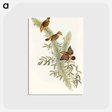 アートポストカード-Rufous-headed Warbler
 - オーストラリアの鳥 Postcard.
