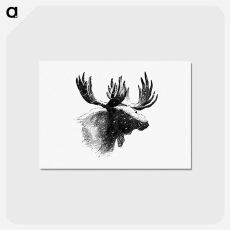 アートポストカード-Moose Engraving
 - 大英図書館 Postcard.