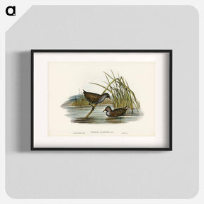アートポスター-Spotted Water Crake
 - ジョン グールド Poster.