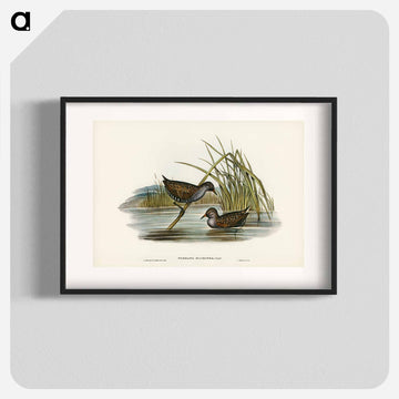 Spotted Water Crake
 - ジョン グールド Poster.