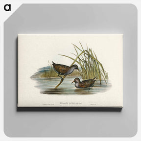 アートパネル-Spotted Water Crake
 - ジョン グールド Canvas.