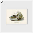 アートポストカード-Spotted Water Crake
 - ジョン グールド Postcard.
