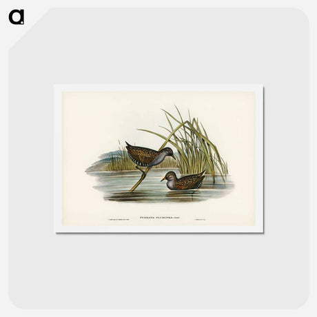 アートポストカード-Spotted Water Crake
 - ジョン グールド Postcard.