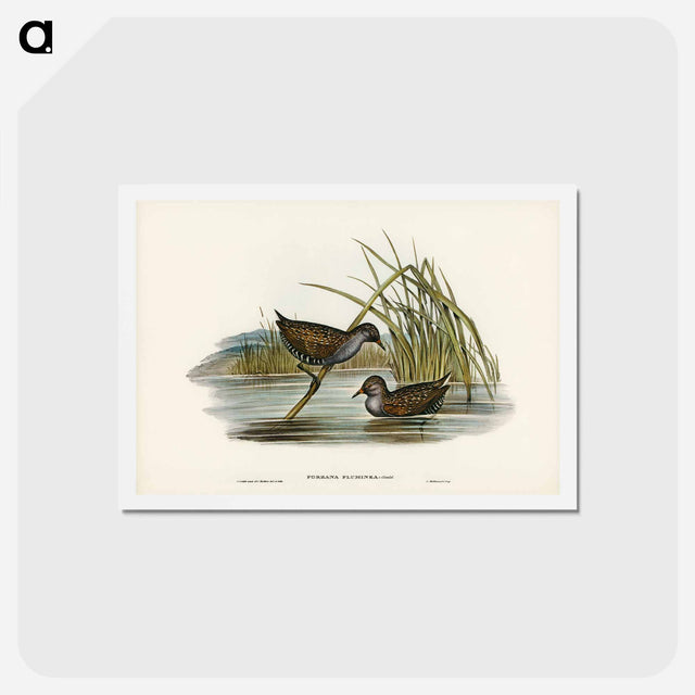 アートポストカード-Spotted Water Crake
 - ジョン グールド Postcard.