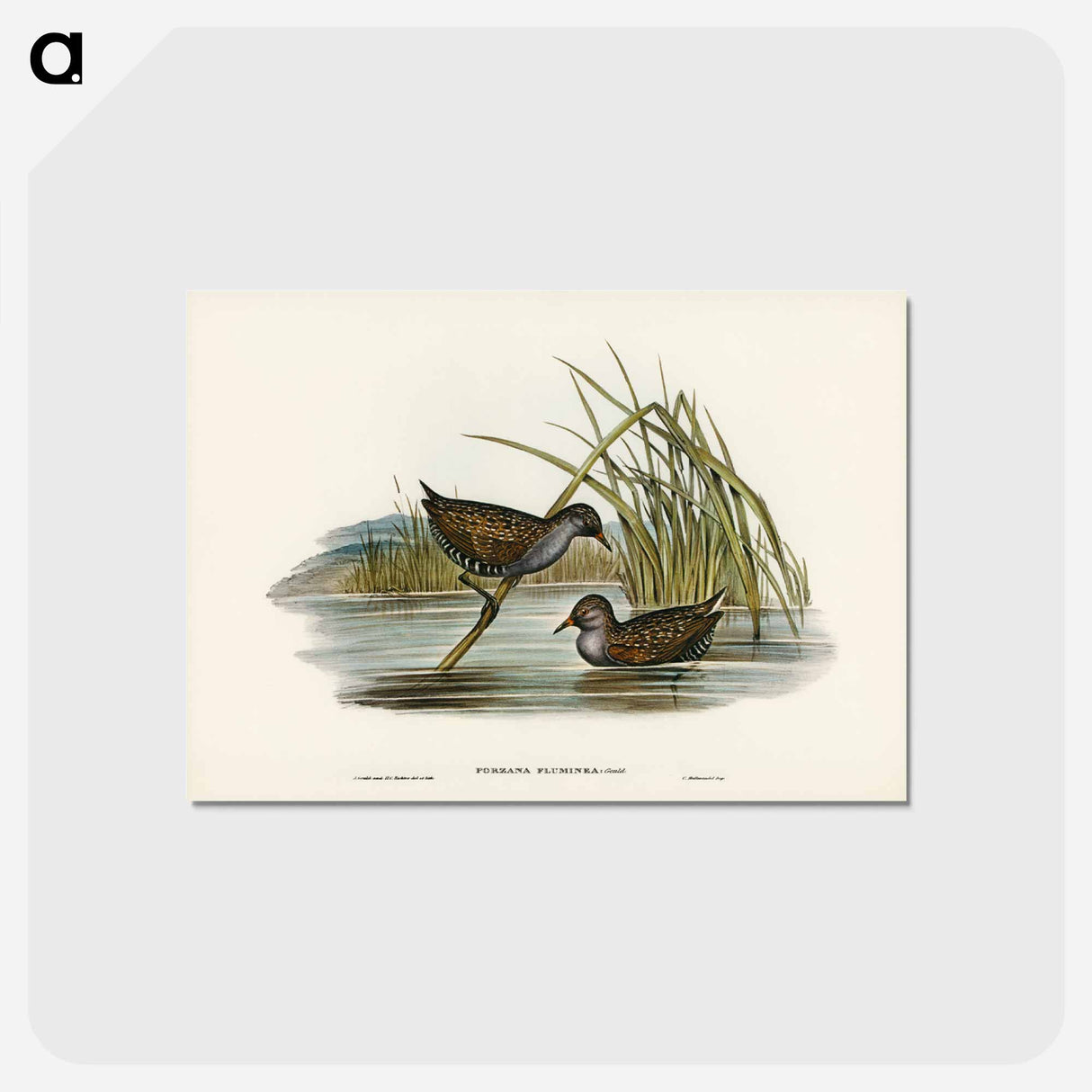 アートポストカード-Spotted Water Crake
 - ジョン グールド Postcard.