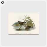 アートポストカード-Spotted Water Crake
 - ジョン グールド Postcard.