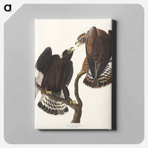 アートパネル-Rough-legged Falcon
 - ジョン ジェームス オーデュボン Canvas.