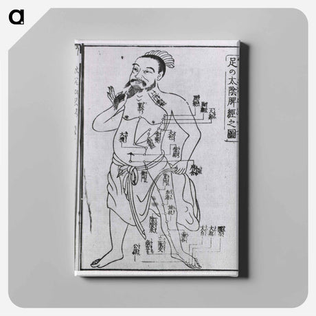アートパネル-Acupuncture Point Illustration
 - 国立医学図書館 Canvas.
