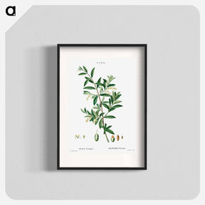 アートポスター-Green olive, Olea europaea - ピエール ジョゼフ ルドゥーテ Poster.