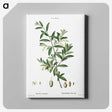 5-1_Pierre-Joseph-Redoute_canvas