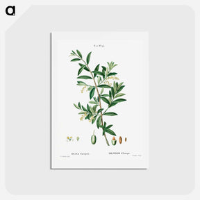 アートポストカード-Green olive, Olea europaea - ピエール ジョゼフ ルドゥーテ Postcard.