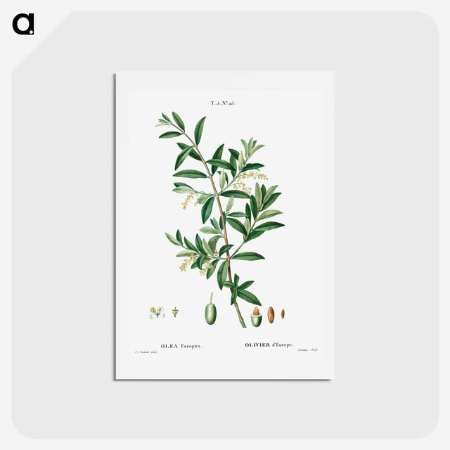 アートポストカード-Green olive, Olea europaea - ピエール ジョゼフ ルドゥーテ Postcard.