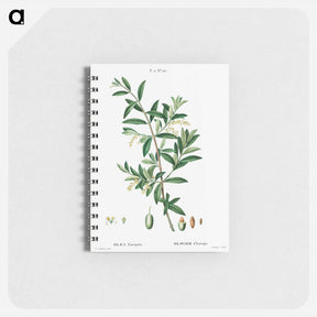 アートメモ帳-Green olive, Olea europaea - ピエール ジョゼフ ルドゥーテ Memo.
