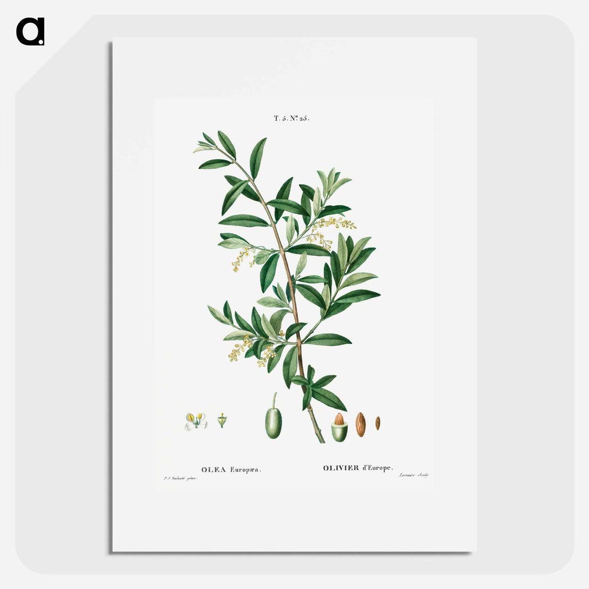 Green olive, Olea europaea - ピエール ジョゼフ ルドゥーテ Poster.