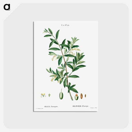 アートポストカード-Green olive, Olea europaea - ピエール ジョゼフ ルドゥーテ Postcard.