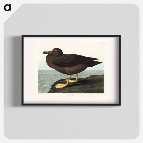 Dusky Albatros from Birds of America
 - アメリカの鳥たち Poster.
