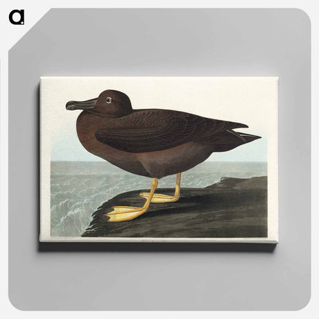 アートパネル-Dusky Albatros from Birds of America
 - アメリカの鳥たち Canvas.
