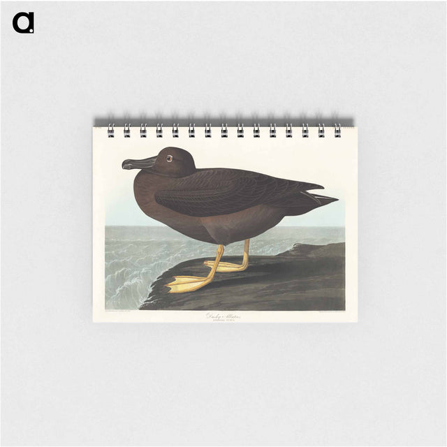 アートメモ帳-Dusky Albatros from Birds of America
 - アメリカの鳥たち Memo.