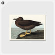 アートポストカード-Dusky Albatros from Birds of America
 - アメリカの鳥たち Postcard.