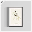 アートポスター-Spotted-sided Finch
 - オーストラリアの鳥 Poster.