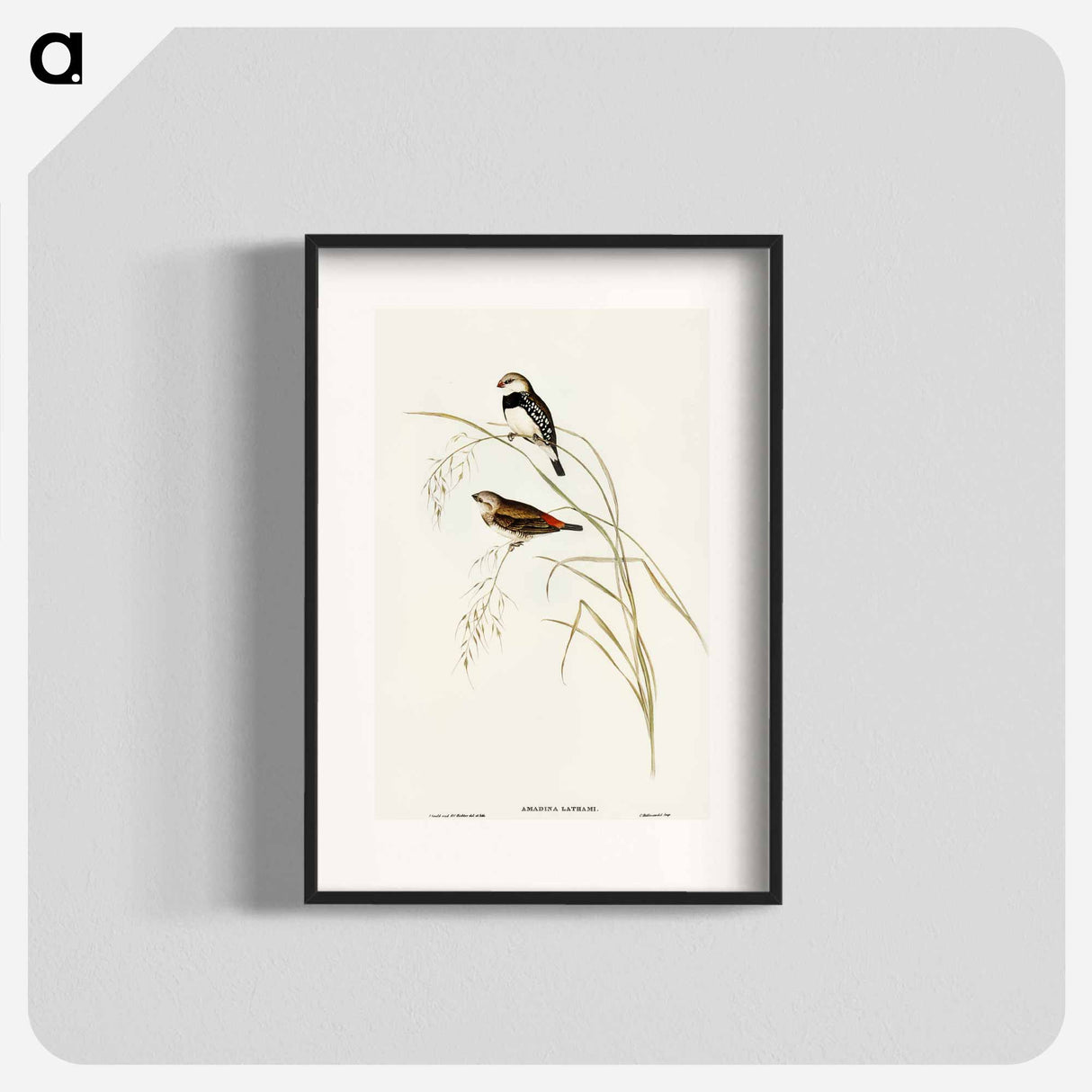 アートポスター-Spotted-sided Finch
 - オーストラリアの鳥 Poster.