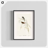 アートポスター-Spotted-sided Finch
 - オーストラリアの鳥 Poster.