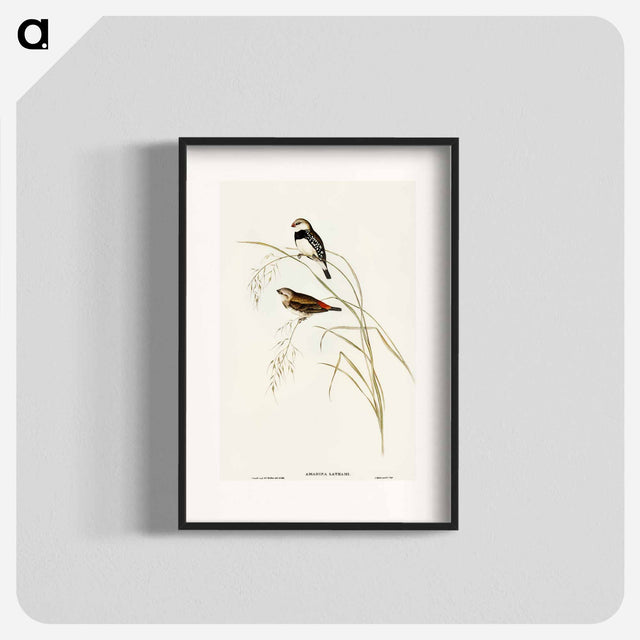 アートポスター-Spotted-sided Finch
 - オーストラリアの鳥 Poster.
