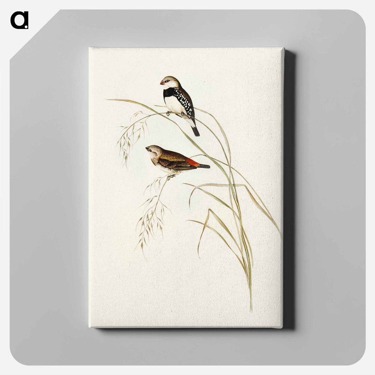 Spotted-sided Finch
 - オーストラリアの鳥 Canvas.