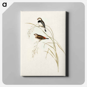 アートパネル-Spotted-sided Finch
 - オーストラリアの鳥 Canvas.
